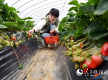 高清图：年夜棚草莓迎丰产